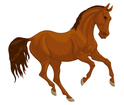Brown horse with mane thrown to the other side of the neck. Galloping stallion pricked up its ears and looks with interest. Vector emblem, design element for stud farms and equestrian clubs.