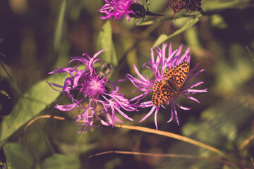 a butterfly with orange wings and black dots sitting on a purple flower in the sunlight during summer period