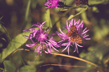 a butterfly with orange wings and black dots sitting on a purple flower in the sunlight during summer period