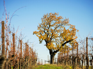 Obraz premium cherry tree in a vineyard in autumn in burgenland