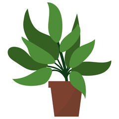 Sage Potted Plant 