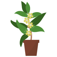 Lemon Myrtle Plant 