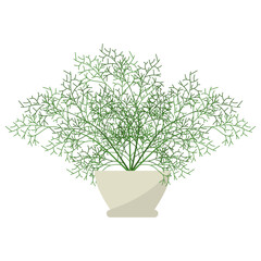 Dill Potted Plant 