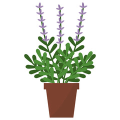 Lavender Potted Plant 