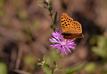 a butterfly with orange wings and black dots sitting on a purple flower in the sunlight during summer period