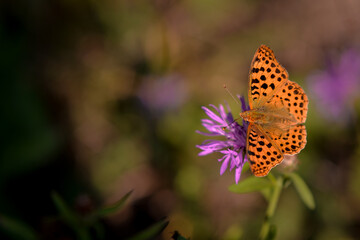 a butterfly with orange wings and black dots sitting on a purple flower in the sunlight during summer period