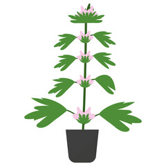 Motherwort Potted Plant 