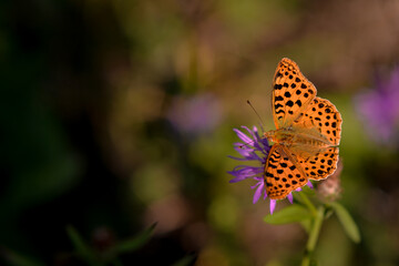 a butterfly with orange wings and black dots sitting on a purple flower in the sunlight during summer period