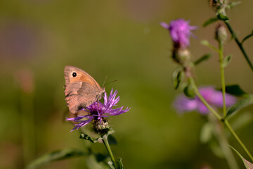 a butterfly with orange wings and black dots sitting on a purple flower in the sunlight during summer period