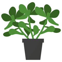 Jade Potted Plant 