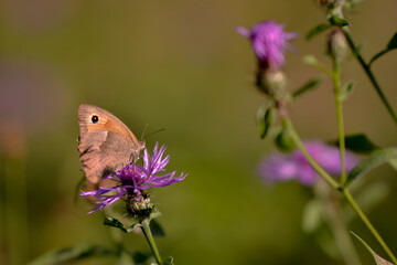 a butterfly with orange wings and black dots sitting on a purple flower in the sunlight during summer period