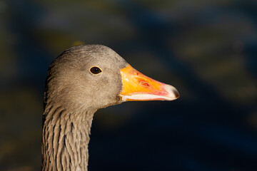 Greylag goose (Anser anser), bird in the park lake
