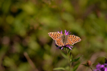 a butterfly with orange wings and black dots sitting on a purple flower in the sunlight during summer period
