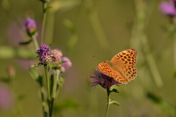 a butterfly with orange wings and black dots sitting on a purple flower in the sunlight during summer period