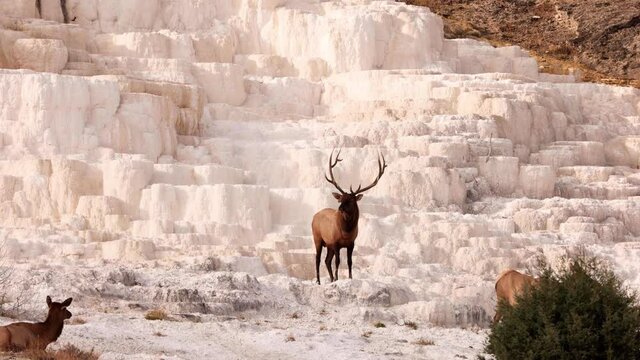 Wild elks in Yellowstone National Park, neat the Mammoth Hot Springs