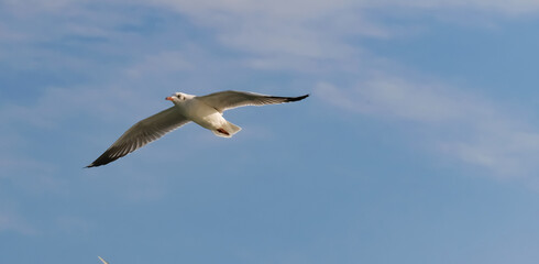 Gull, seagull, Sternidae or little tern flying against sky in the morning.