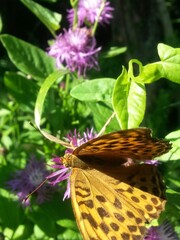 a butterfly with orange wings and black dots sitting on a purple flower in the sunlight during summer period