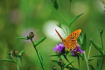a butterfly with orange wings and black dots sitting on a purple flower in the sunlight during summer period