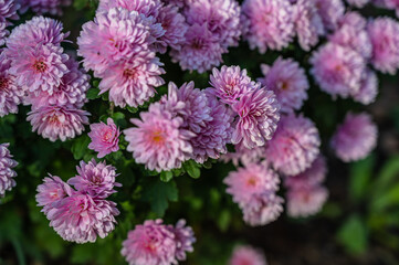 A selective focus shot of purple chrysanthemums
