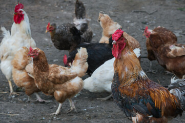 Livestock of hens and cocks.
