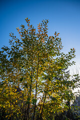 A vertical shot of green and yellow leaves on a tree
