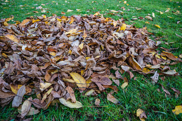 A selective focus shot of fallen autumn leaves on the grass