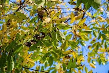 A selective focus shot of green and yellow leaves on a tree