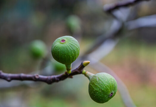 A selective focus shot of ripening figs on the branch