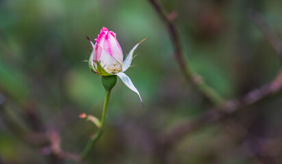A selective focus shot of a delicate rosebud
