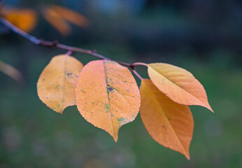A selective focus shot of colorful autumn leaves on a branch