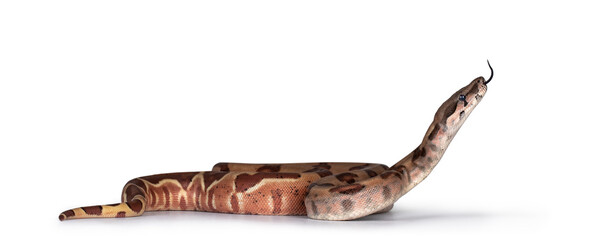 Baby hypo Boa Constrictor Imperator snake. Isolated on white background. Head up, tongue out.