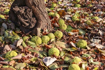 A scattering of fallen ripe fruits of Maclura near a tree trunk in a park (Latin Maclura), Mulberry family (Moraceae)