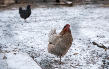 Poultry yard. Chickens walk around the yard, looking for food. Beautiful plumage, standing on one leg.