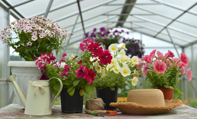 Fototapeta na wymiar Still life with beautiful petunia flowers in pots, watering can and straw hat in greenhouse.