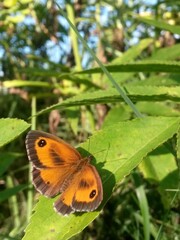an orange butterfly with black dots sitting on the green grass right in the sunlight in summer season