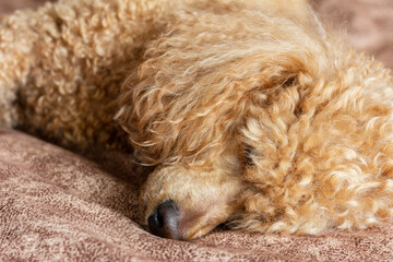 A furry fluffy poodle sleeps on a bed on a pillow.