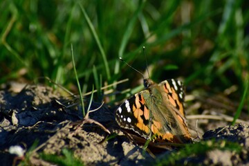 an orange butterfly with black dots sitting on the green grass right in the sunlight in summer season