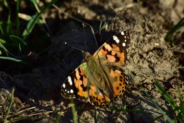 an orange butterfly with black dots sitting on the green grass right in the sunlight in summer season