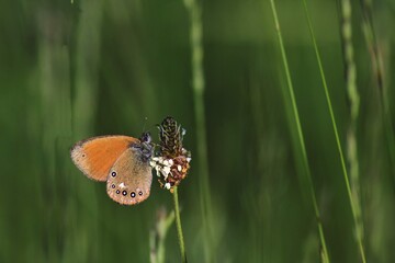 an orange butterfly with black dots sitting on the green grass right in the sunlight in summer season