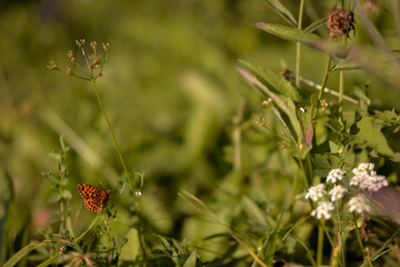 an orange butterfly with black dots sitting on the green grass right in the sunlight in summer season
