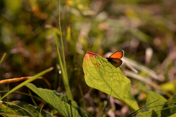 an orange butterfly with black dots sitting on the green grass right in the sunlight in summer season