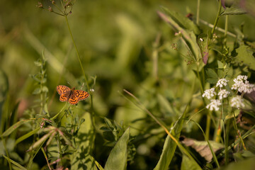 Naklejka na ściany i meble an orange butterfly with black dots sitting on the green grass right in the sunlight in summer season