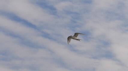 Seabird, little tern flying with wide wings over the sky.