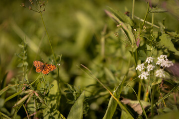 an orange butterfly with black dots sitting on the green grass right in the sunlight in summer season