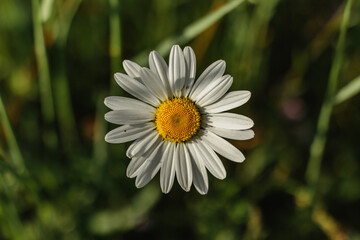 Fototapeta premium Detail of daisy flower on green background. Spring flower close up.Wonderful fabulous daisies on a meadow in spring. Spring background. Present for Mothers Day.Blooming white daisy.Romantic wallpaper