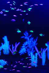 Naklejka na ściany i meble Neon glow fish color freshwater aquarium. Underwater world fish Aquarium in the neon light. Blurry background. Selective Focus. Vertical
