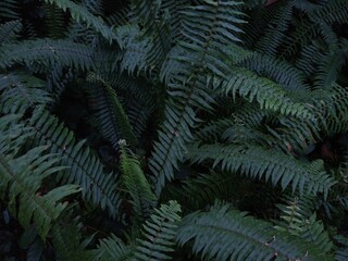 Fototapeta na wymiar fishbone fern (Nephrolepis cordifolia) or tuberous sword fern in the forest