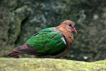 Sydney Australia, chalcophaps indica or common emerald dove standing on rock ledge