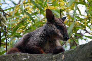 Sydney Australia, swamp wallaby on rock ledge with flowering acacia auriculiformis tree in background