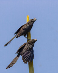 A pair of black birds perched on a top of a palm tree warming under the sun